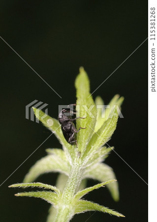 Living creatures, insects, Kanamgura weevils, body length is about 2.5 to 3 mm. The whole body is black with noticeable dots. 115381268