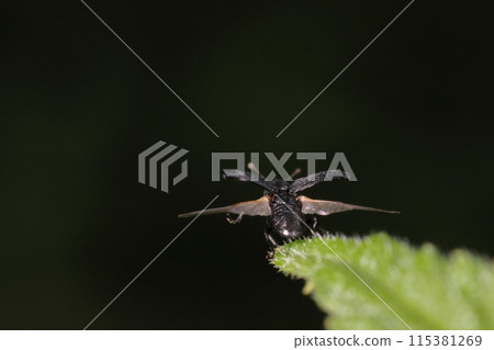 Living Things Insects The Japanese knotweed beetle may be small, but it has all the parts it needs to fly. Living Things Insects The Japanese knotweed beetle may be small, but it has all the parts it needs to fly. 115381269
