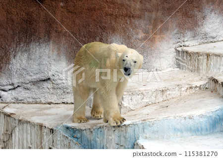 Polar bears 115381270