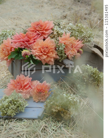 Orange dahlias on hay Orange dahlias on hay 115381495