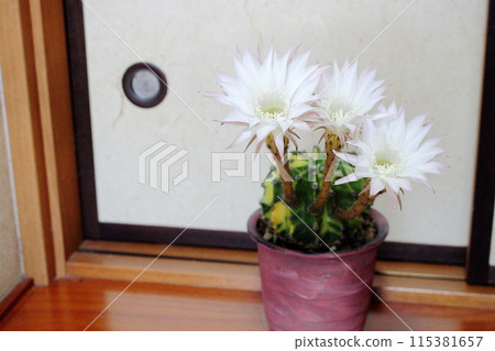 日式房間裡的白色仙人掌花【世界插畫】 115381657