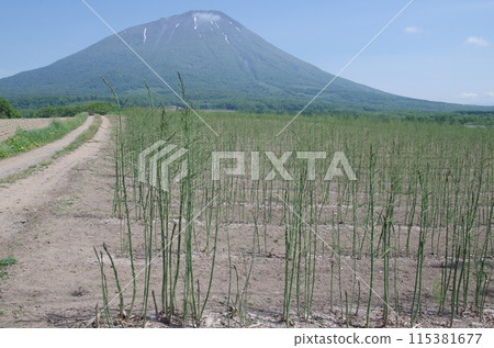 羊蹄山腳下的蘆筍田 115381677