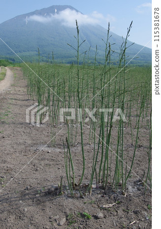 羊蹄山和蘆筍田 115381678