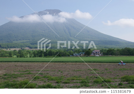 以羊蹄山為背景的蘆筍收成季 以羊蹄山為背景的蘆筍收成季 115381679