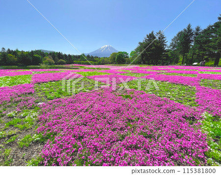 巨大的櫻花和富士山 巨大的櫻花和富士山 115381800