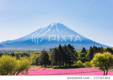 巨大的櫻花和富士山 115381802