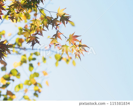 Maple leaves starting to turn a faint color against the blue sky Maple leaves starting to turn a faint color against the blue sky 115381834