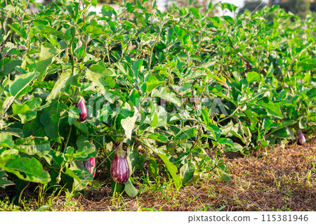 Eggplant beds growing in harvest field Eggplant beds growing in harvest field 115381946