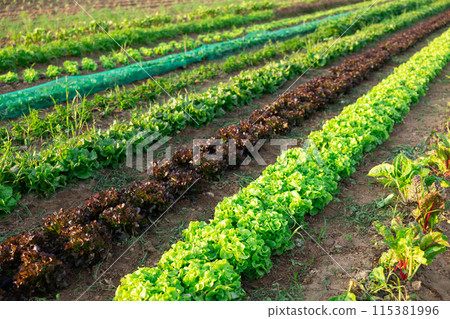 Straight long rows of juicy lettuce, leafy beets grow in field Straight long rows of juicy lettuce, leafy beets grow in field 115381996