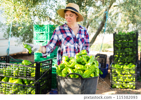 Farmer woman sorting bell peppers in farm backyard after harvest Farmer woman sorting bell peppers in farm backyard after harvest 115382093