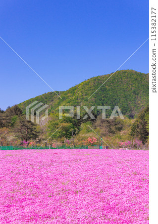 Moss phlox in full bloom and fresh greenery on the mountain 115382177