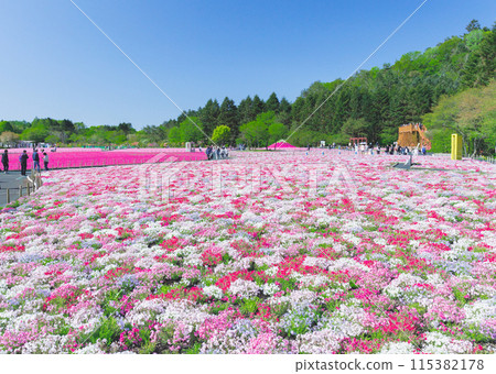 Moss phlox in full bloom and fresh greenery on the mountain Moss phlox in full bloom and fresh greenery on the mountain 115382178