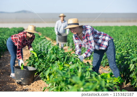 Women gardeners harvesting pepper on plantation Women gardeners harvesting pepper on plantation 115382187