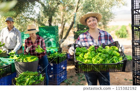 Portrait of woman farmer holding crate of bell pepper Portrait of woman farmer holding crate of bell pepper 115382192