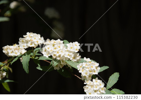 Cute white flower, Kodemari Cute white flower, Kodemari 115382230