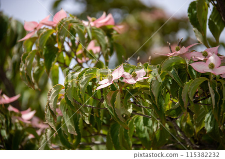 Pink flowers of early summer: Cornus kousa 115382232
