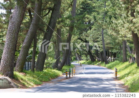 Pine Tree Line of Goyu on the Tokaido Pine Tree Line of Goyu on the Tokaido 115382243