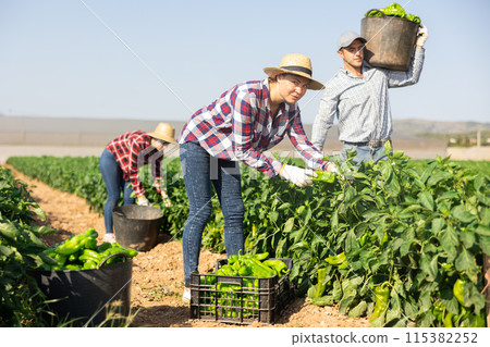Woman picking green pepper on field 115382252