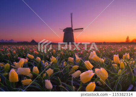 Windmill and flowers in the Netherlands. Field with tulips during blooming time. Windmill and flowers in the Netherlands. Field with tulips during blooming time. 115382314