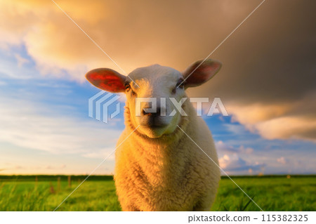 Sheep in a meadow during a bright sunset. Agriculture. Animals on the farm.  115382325