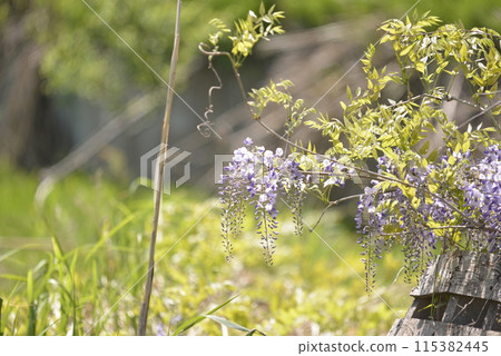 Purple flowers bathed in the spring sun Purple flowers bathed in the spring sun 115382445