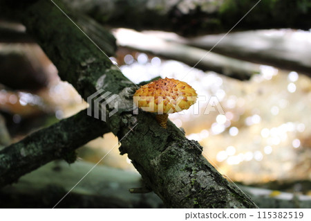 蘑菇生長在樹上 115382519