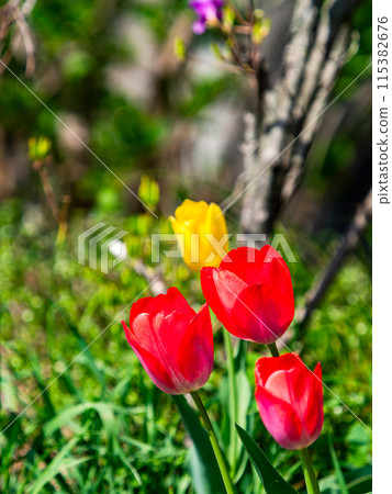 Exciting spring scenery, colorful tulips in full bloom 115382676