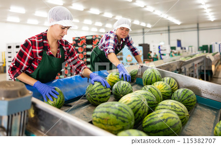 Team of female workers sort watermelons together and send them to a vegetable factory conveyor belt Team of female workers sort watermelons together and send them to a vegetable factory conveyor belt 115382707