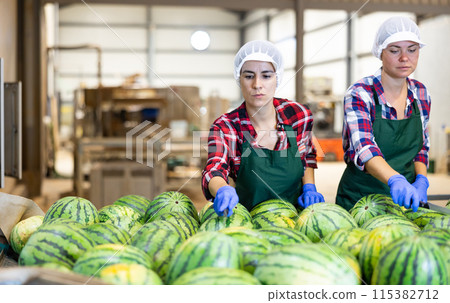 Female workers of vegetable sorting factory checking and peeling watermelons running on conveyor belt Female workers of vegetable sorting factory checking and peeling watermelons running on conveyor belt 115382712