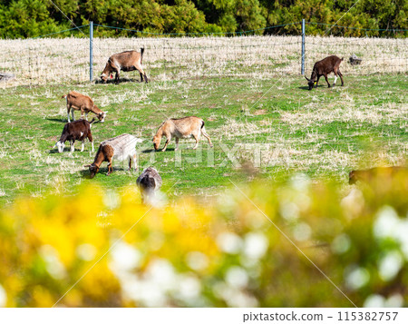 A goat leisurely grazing in the sunshine in the mountains of Chichibu in spring. 115382757