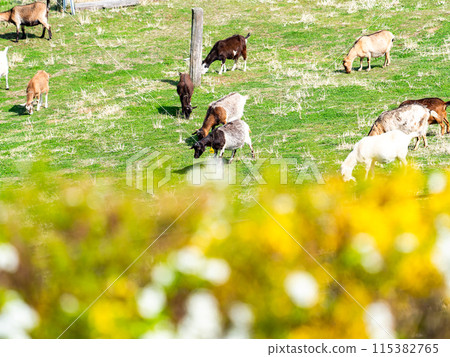 春天來臨的秩父山里，一隻山羊一邊沐浴陽光一邊悠閒地吃草。 115382765