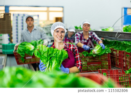 Positive Hispanic workwoman working on lettuce sorting line in vegetable factory 115382806