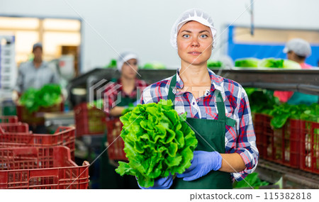 Positive female vegetable factory worker demonstrating lettuce while sorting Positive female vegetable factory worker demonstrating lettuce while sorting 115382818