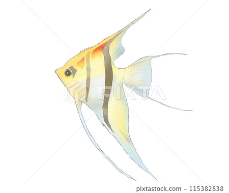 Illustration of an angelfish swimming Illustration of an angelfish swimming 115382838