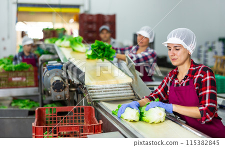 Latin american woman working on lettuce sorting line in agricultural factory Latin american woman working on lettuce sorting line in agricultural factory 115382845