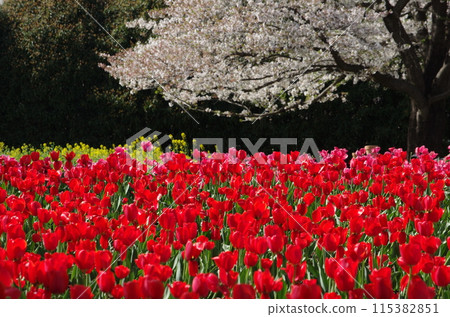 Deep red tulips with cherry blossoms in full bloom in the background (horizontal position) 115382851