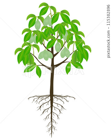 Asimina triloba the pawpaw tree with fruits on a white background. 115382896
