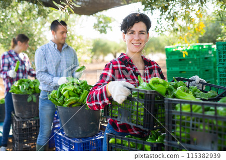 Woman farmer stacking crates with green pepper 115382939