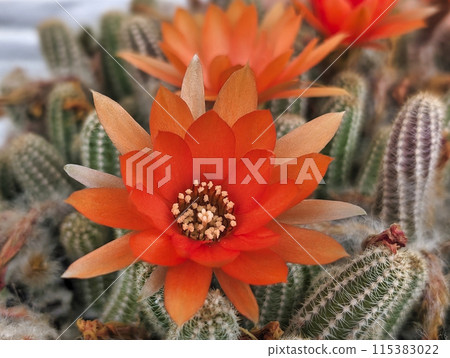 Cactus Sandalwood 115383022