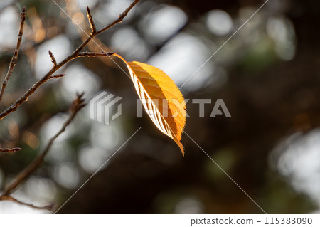 秋葉殘留在樹枝上 115383090