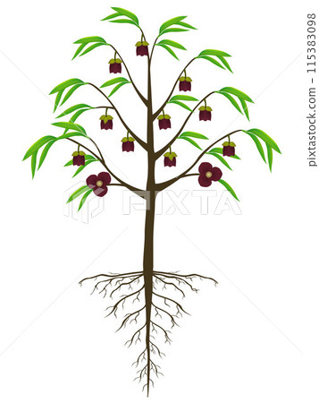 Asimina triloba the papaw flowering tree with roots on a white background. Asimina triloba the papaw flowering tree with roots on a white background. 115383098