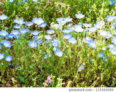 Blue nemophila flowers in full bloom Blue nemophila flowers in full bloom 115383099