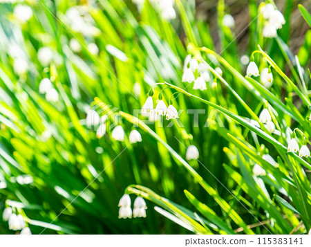 The pretty white snowdrop flowers herald the arrival of spring 115383141