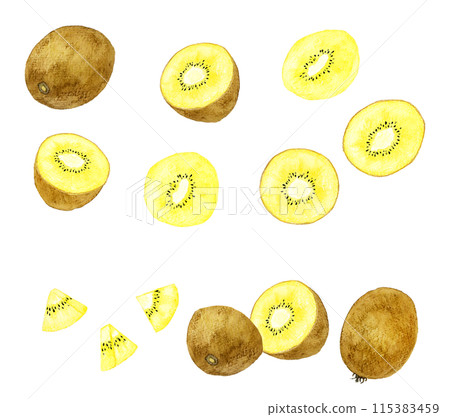 金色奇異果套裝-手繪水彩水果插畫合輯 115383459