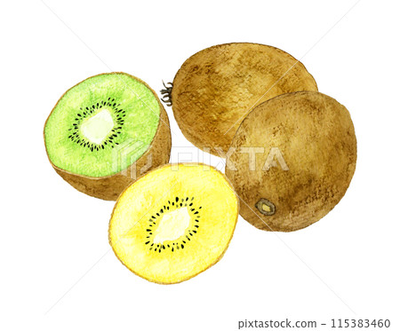 金獼猴桃和綠獼猴桃切成兩半 — 手繪水彩水果插圖 115383460
