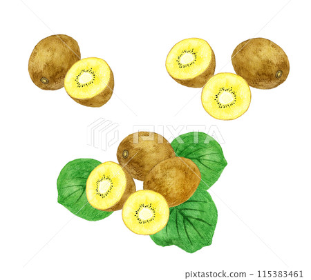 金色奇異果套裝-手繪水彩水果插畫合輯 115383461