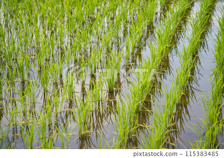 Rice seedlings reflected in a paddy field 115383485