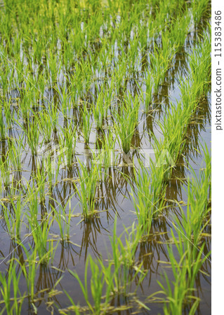稻田裡種植的稻苗 115383486
