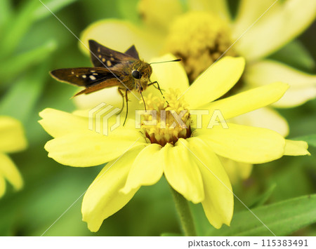 Chabane Seseli Chabane Seseli 115383491