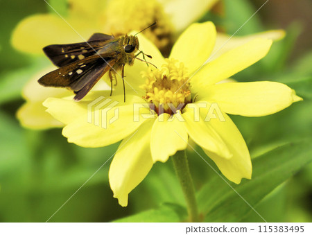 Chabane Seseli Chabane Seseli 115383495